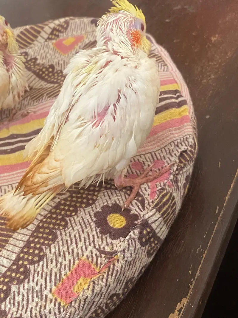 red eyes cocktail pair available self feeding — photo 4