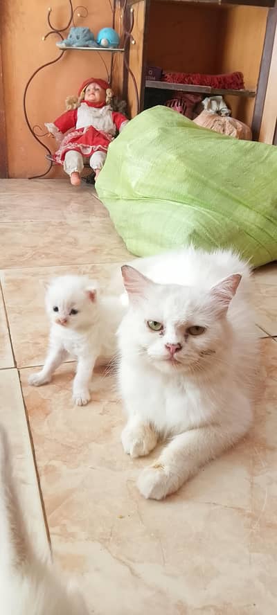 persian cat and 3kittn