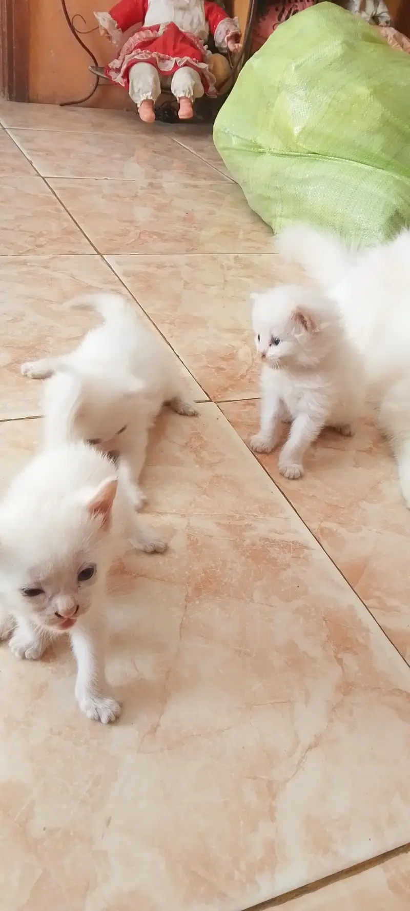 persian cat and 3kittn — photo 2
