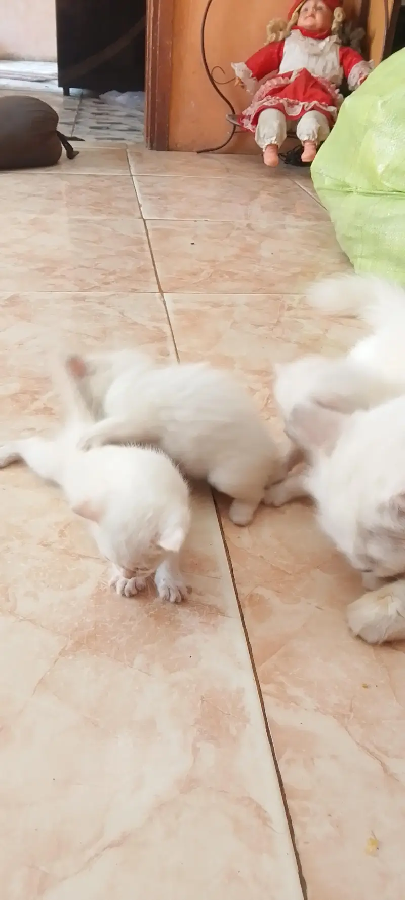 persian cat and 3kittn — photo 3