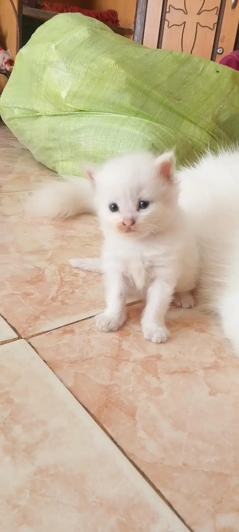 persian cat and 3kittn — photo 4