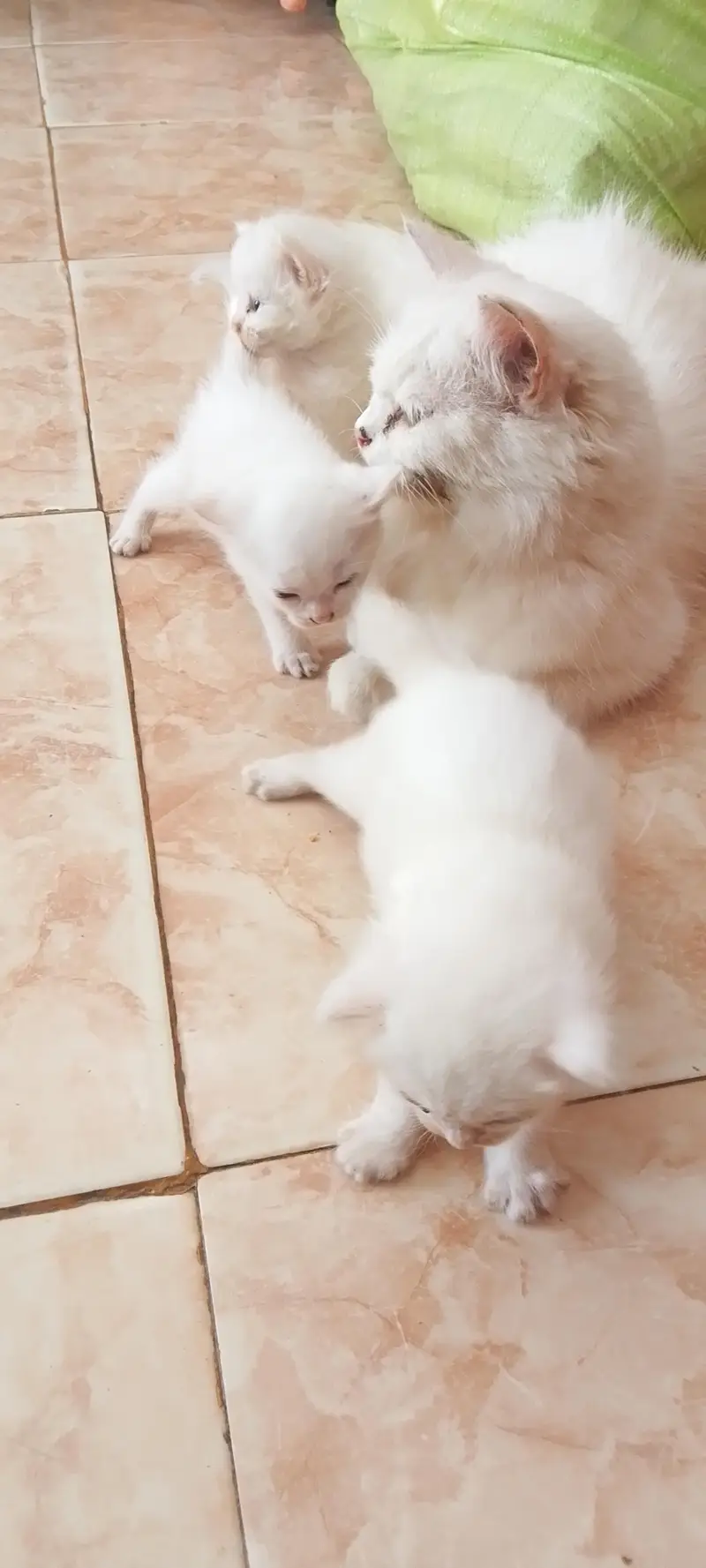 persian cat and 3kittn — photo 5