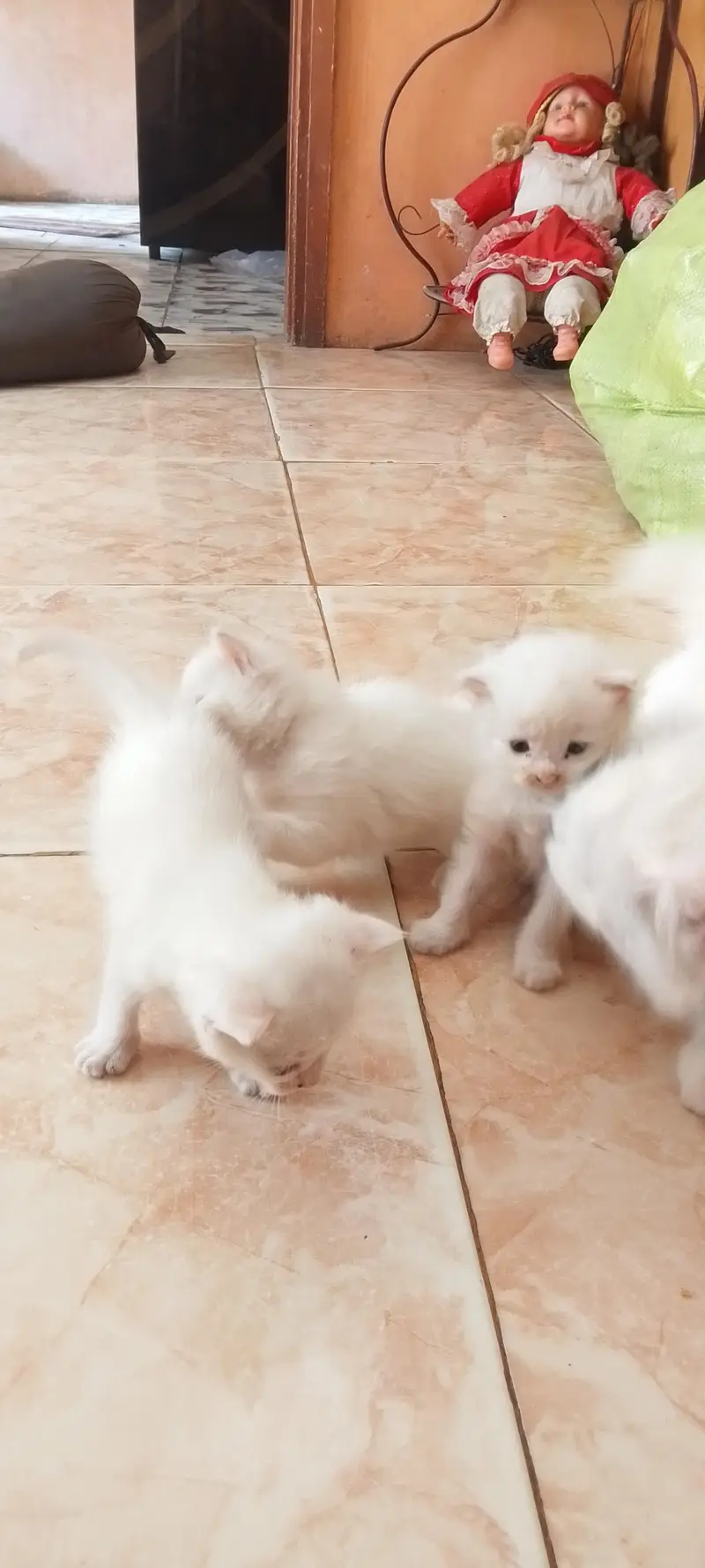 persian cat and 3kittn — photo 6