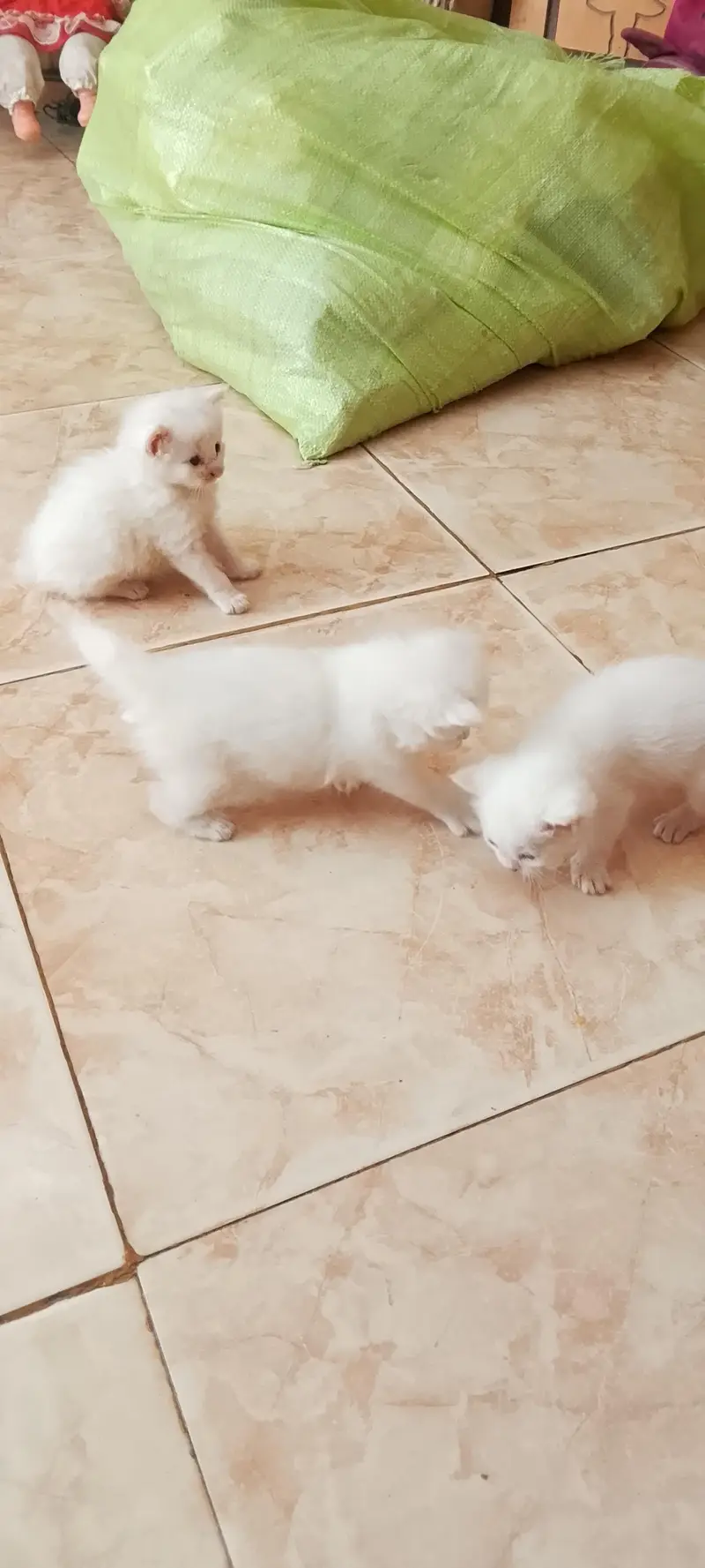 persian cat and 3kittn — photo 7