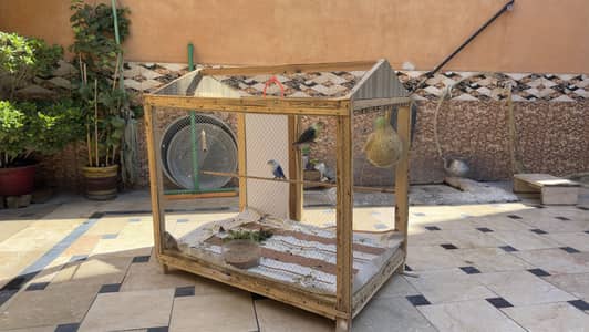 Cage with parrots