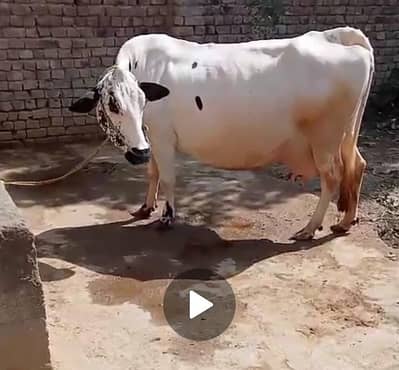Cholistani Friesen cow for sale 03459343175