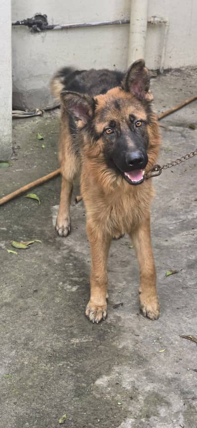 German Shepherd Dog