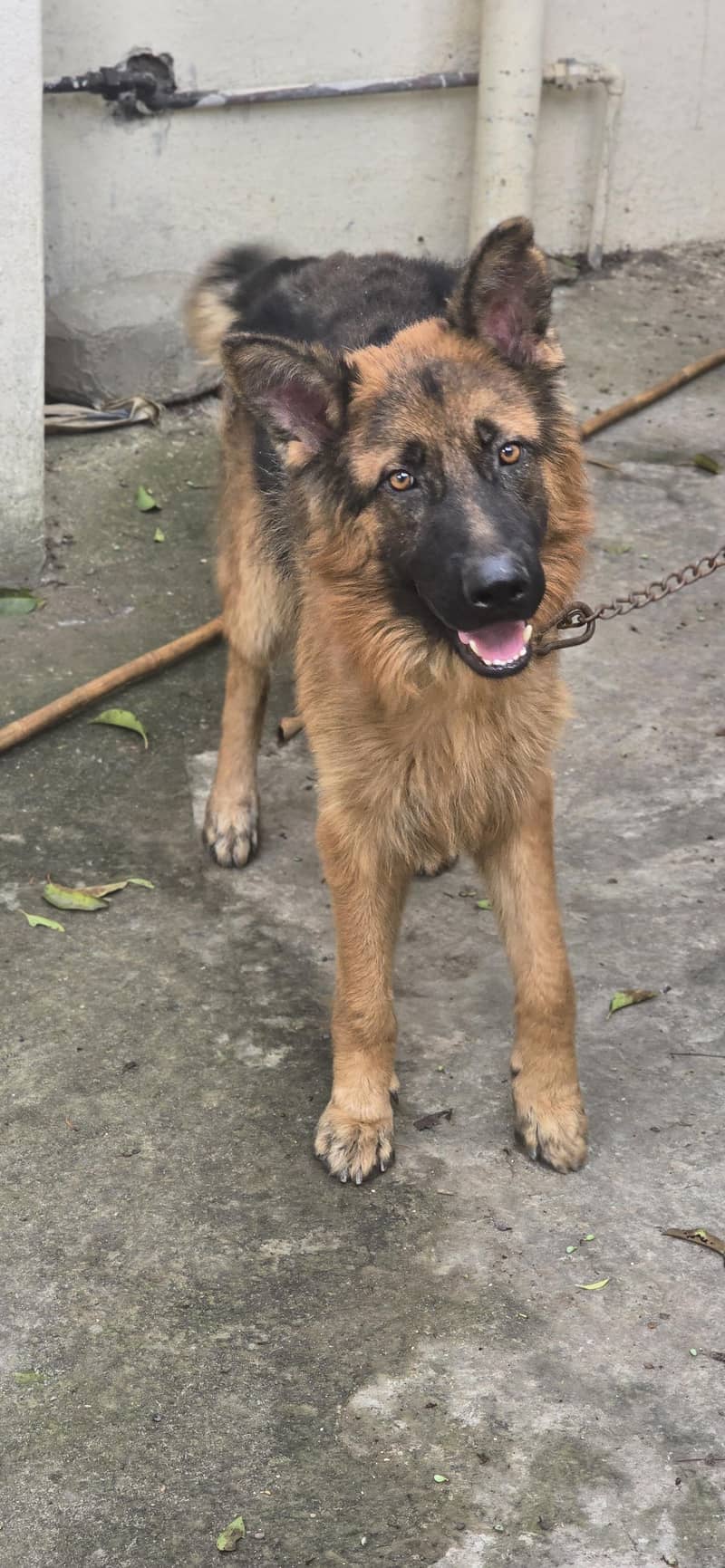 German Shepherd Dog (Tin and Black Color) 0
