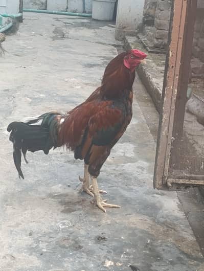 Rooster for sale