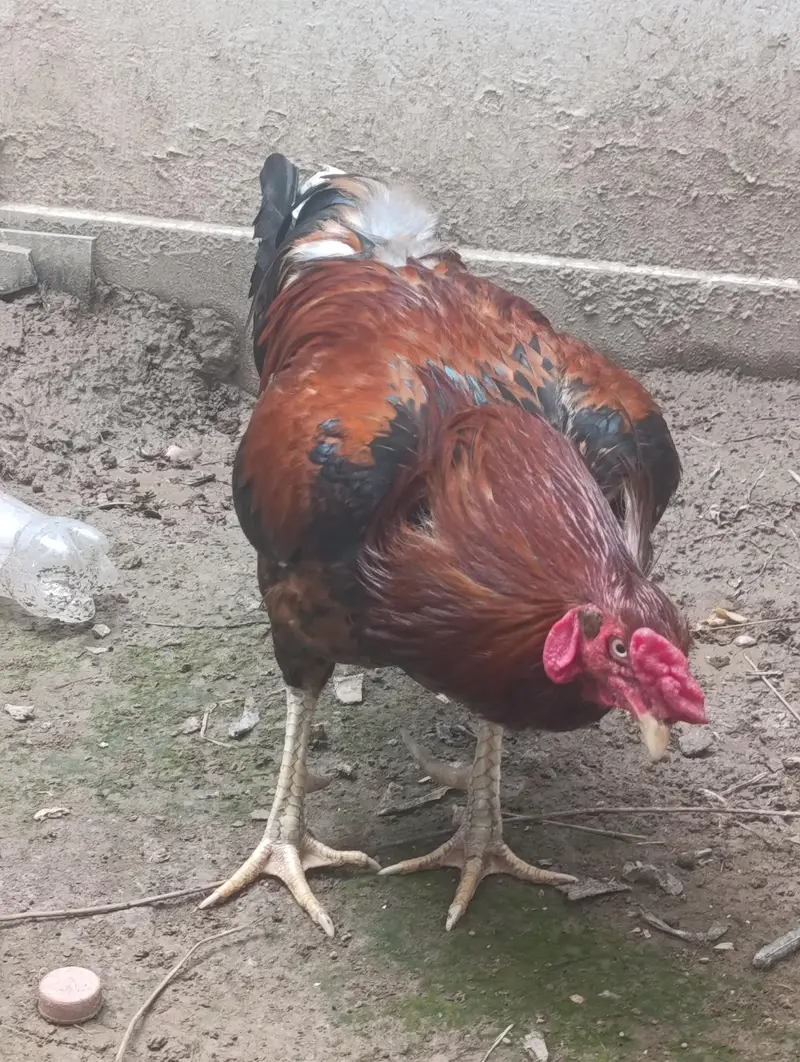Rooster for sale — photo 2