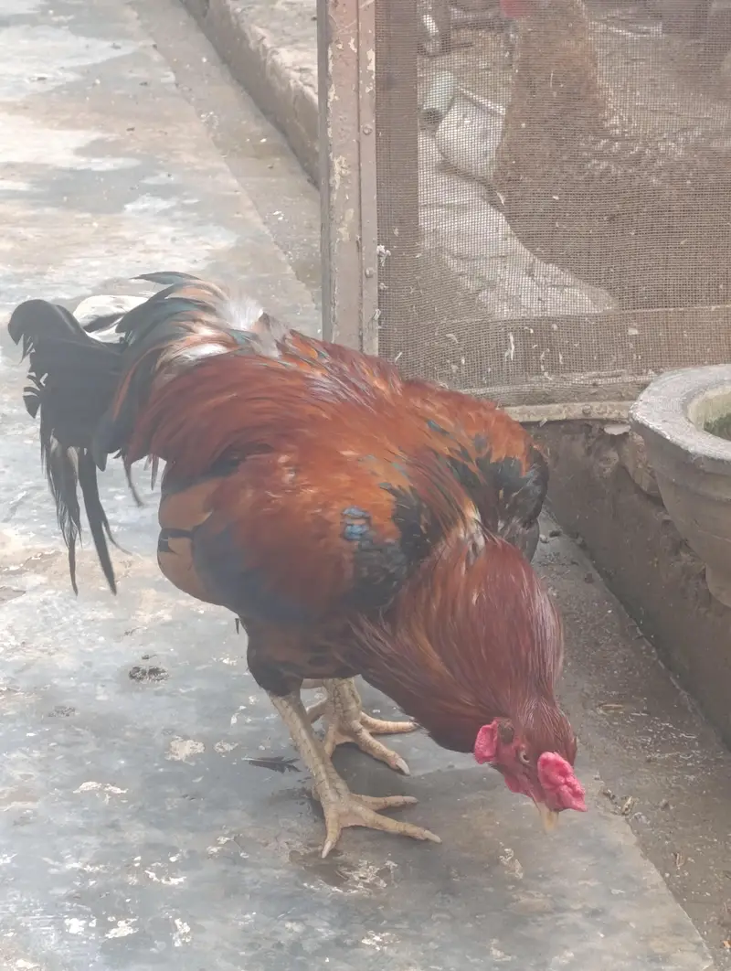 Rooster for sale — photo 3