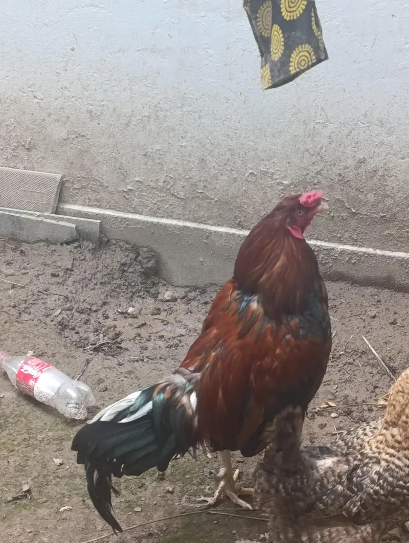 Rooster for sale — photo 4