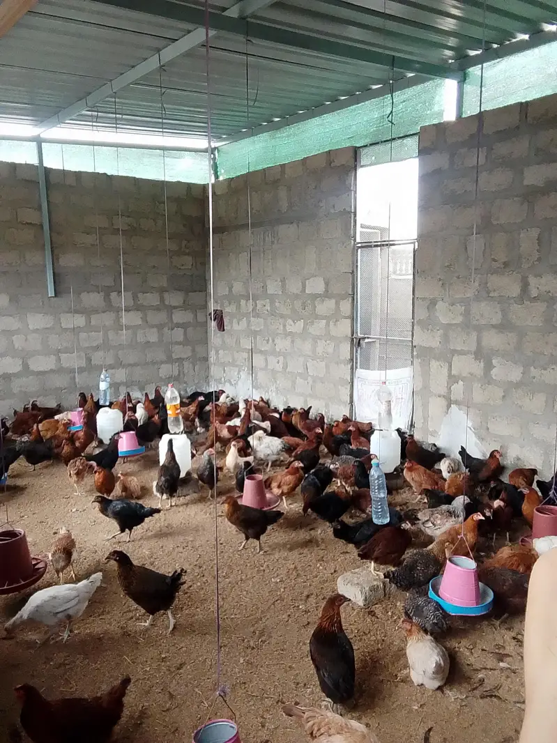 fresh eggs / taza anday — photo 3