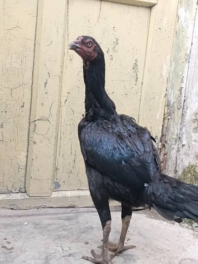 beautiful female sale pure aseel female
