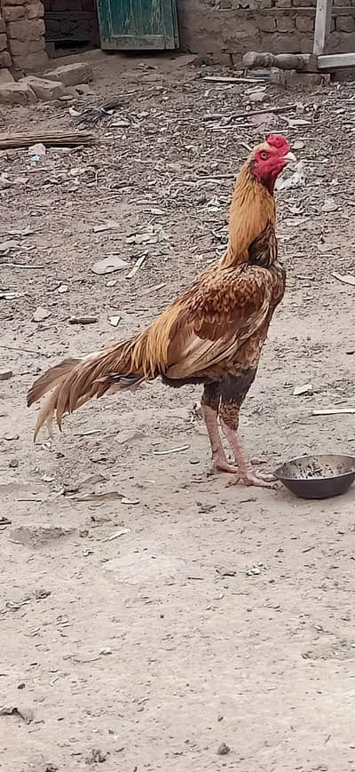 Aseel murga for sale