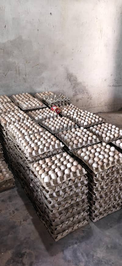 dasi eggs non fertile eggs