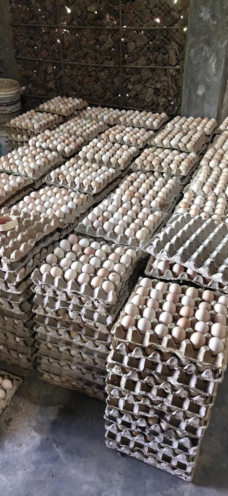 dasi eggs non fertile eggs — photo 2