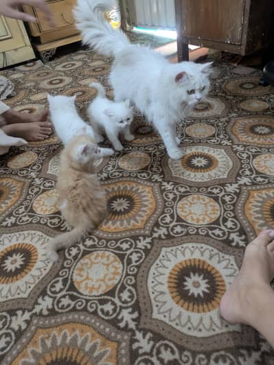 Persian cat with 3 kitten's
