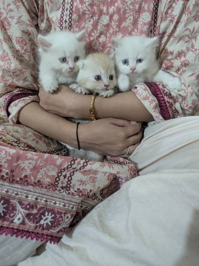 Persian Cat | Persian Kittens | Triple Coated Cat / KIttens For Sale