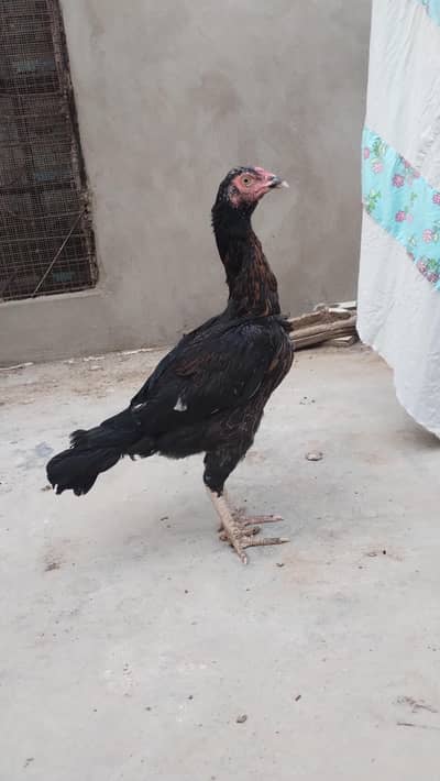 Aseel hen