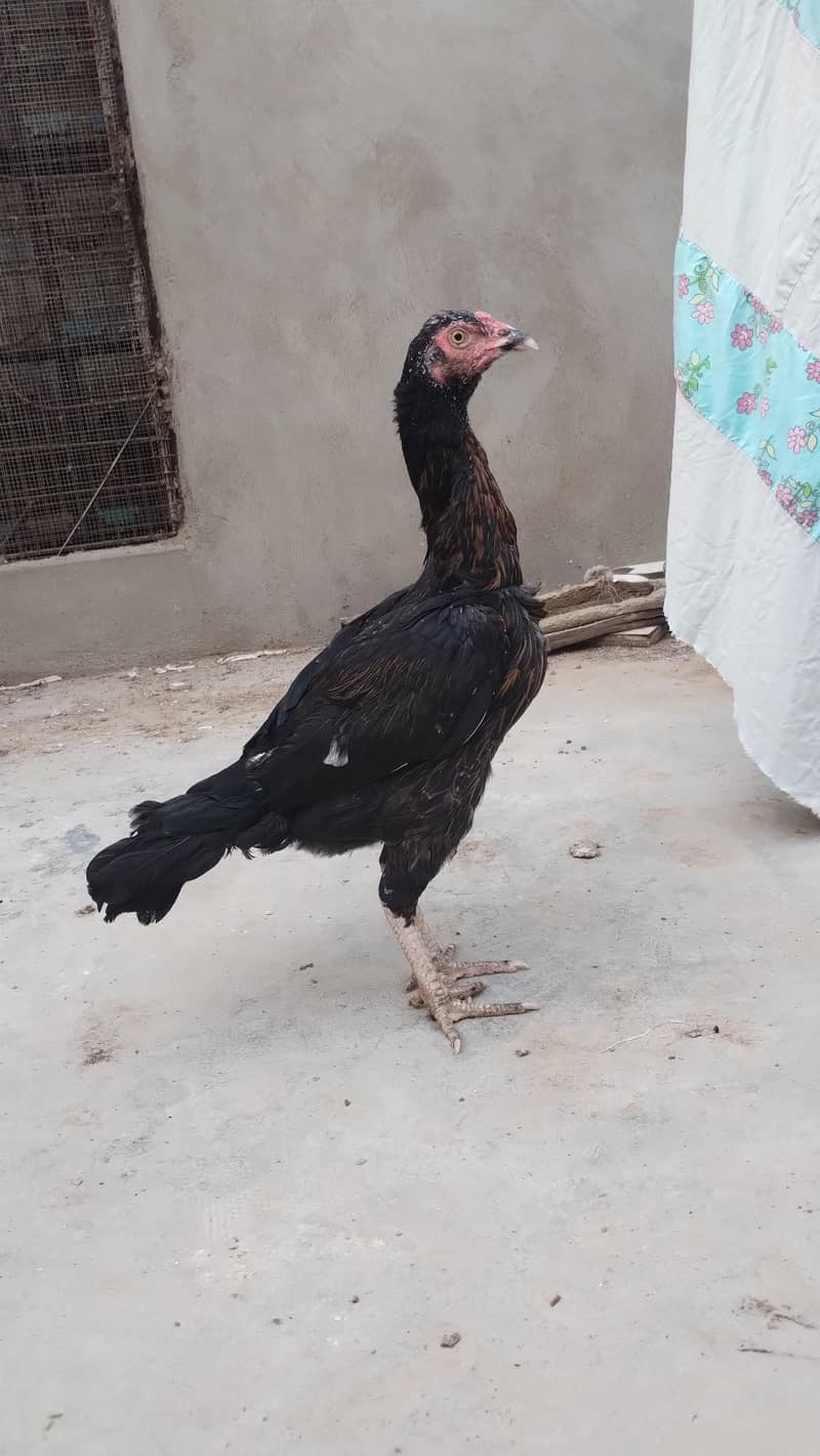 Aseel hen 0
