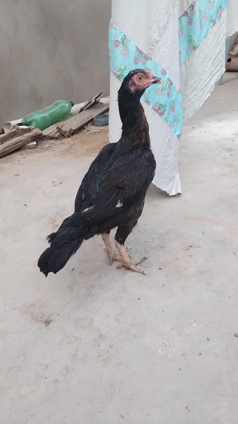 Aseel hen 1