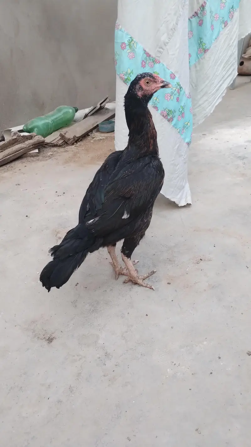 Aseel hen — photo 2