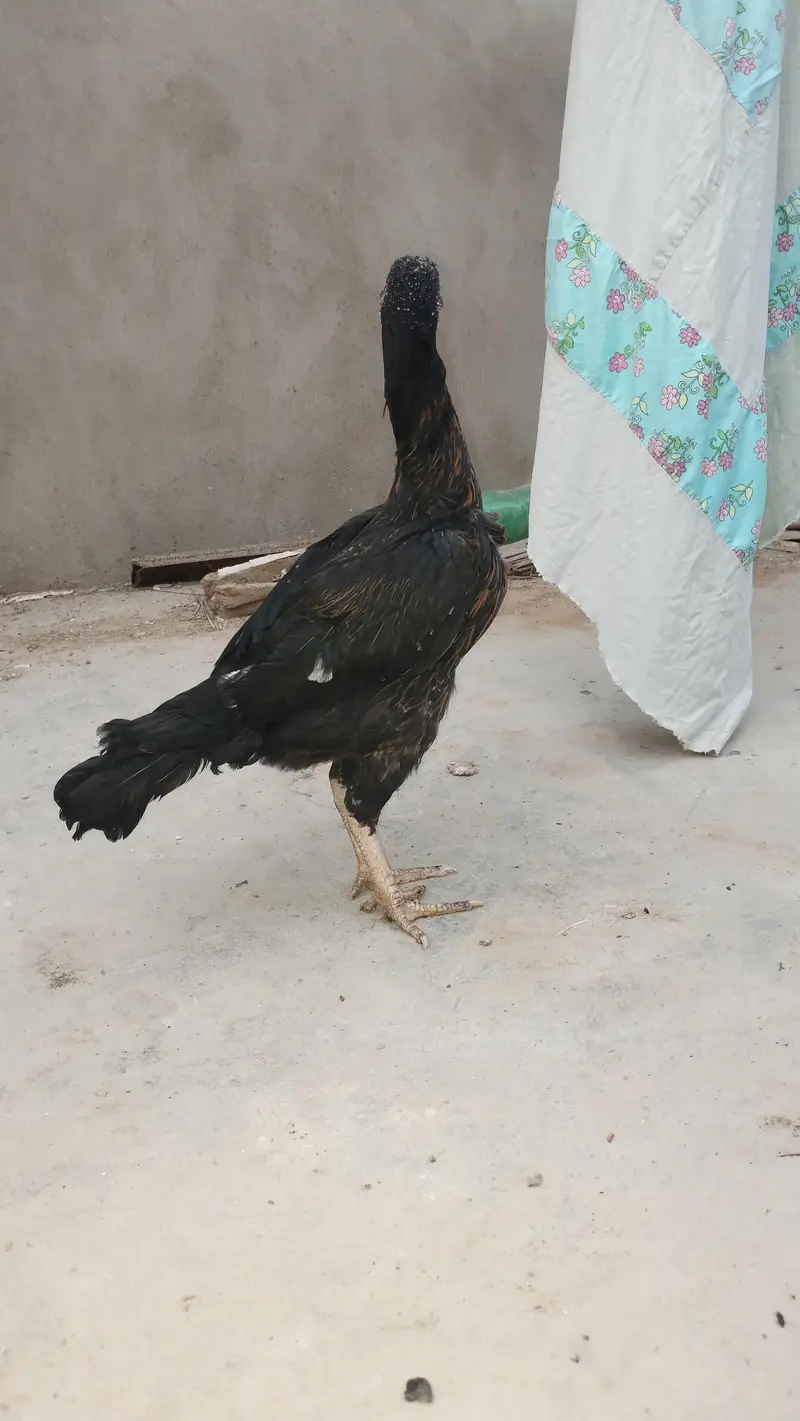 Aseel hen — photo 3