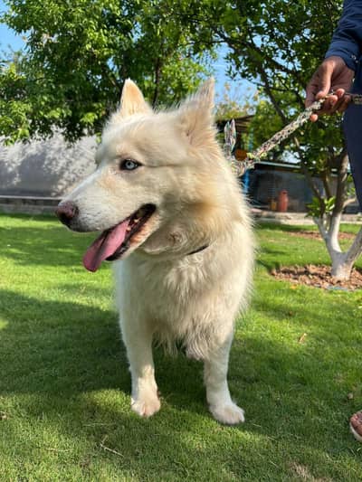 white huskey for sale