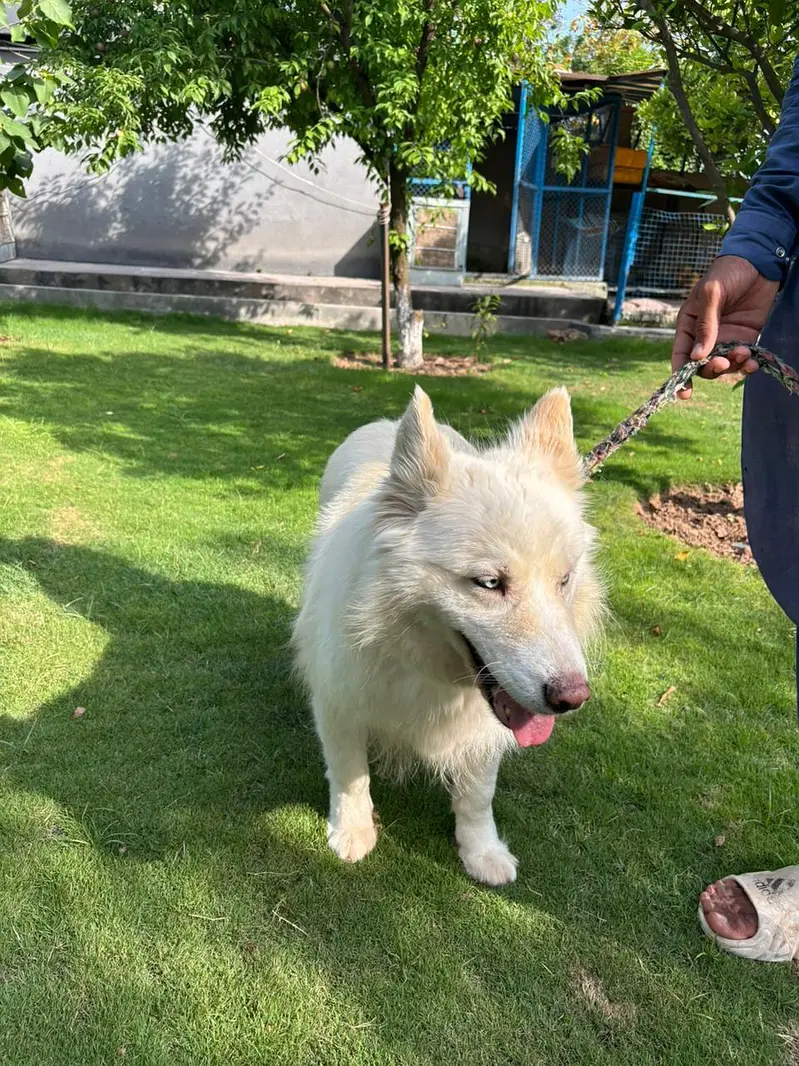 white huskey for sale — photo 2