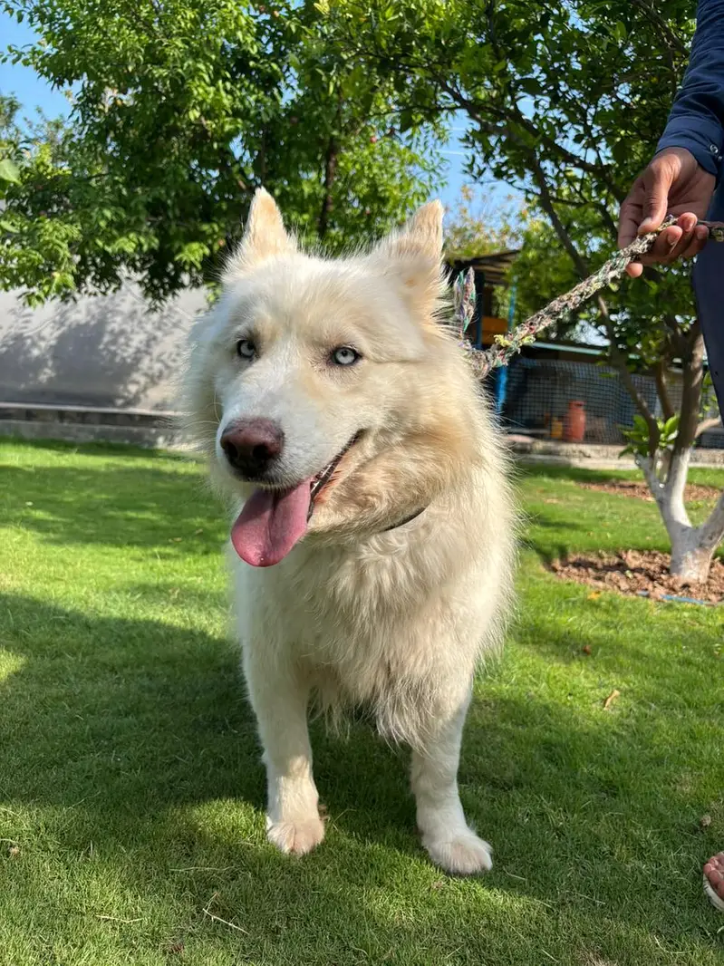 white huskey for sale — photo 3