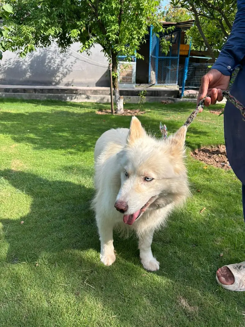 white huskey for sale — photo 4