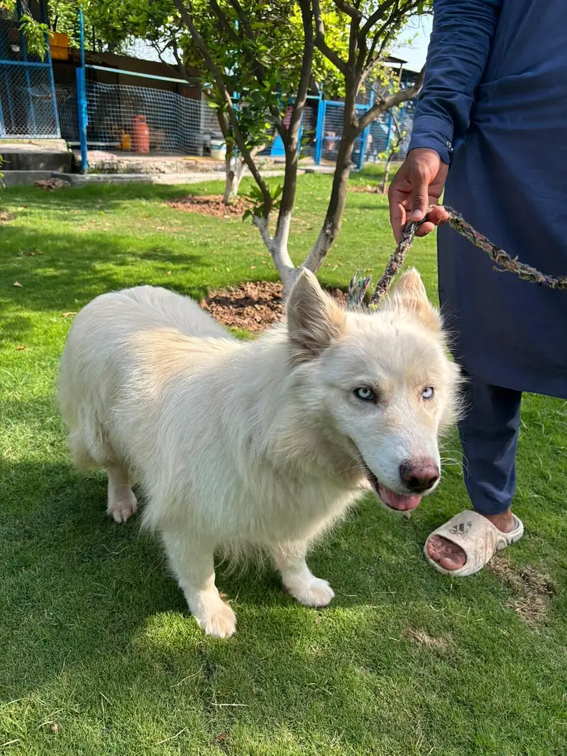 white huskey for sale — photo 5