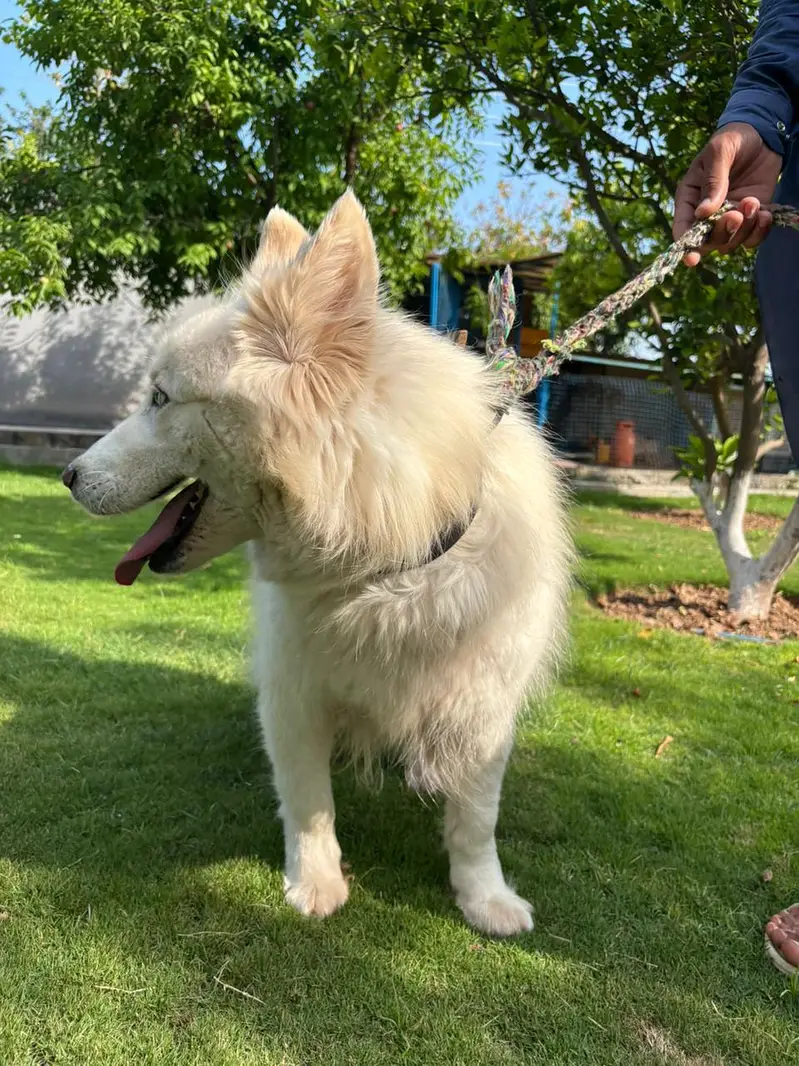 white huskey for sale — photo 6