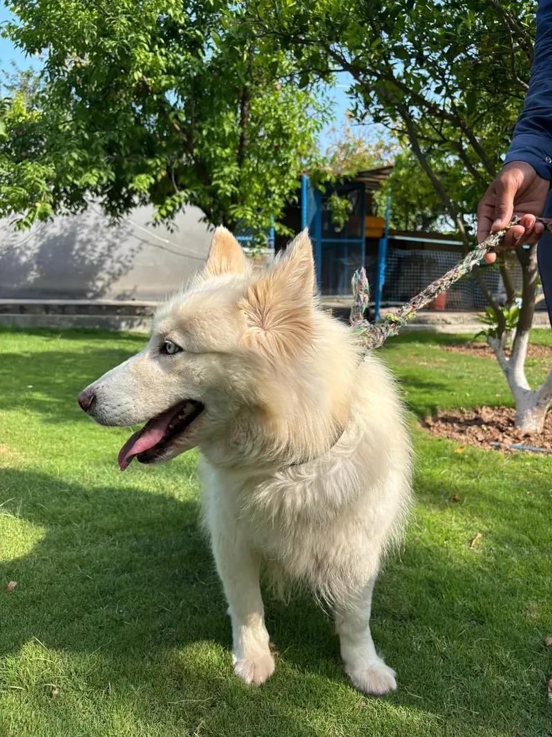 white huskey for sale — photo 8