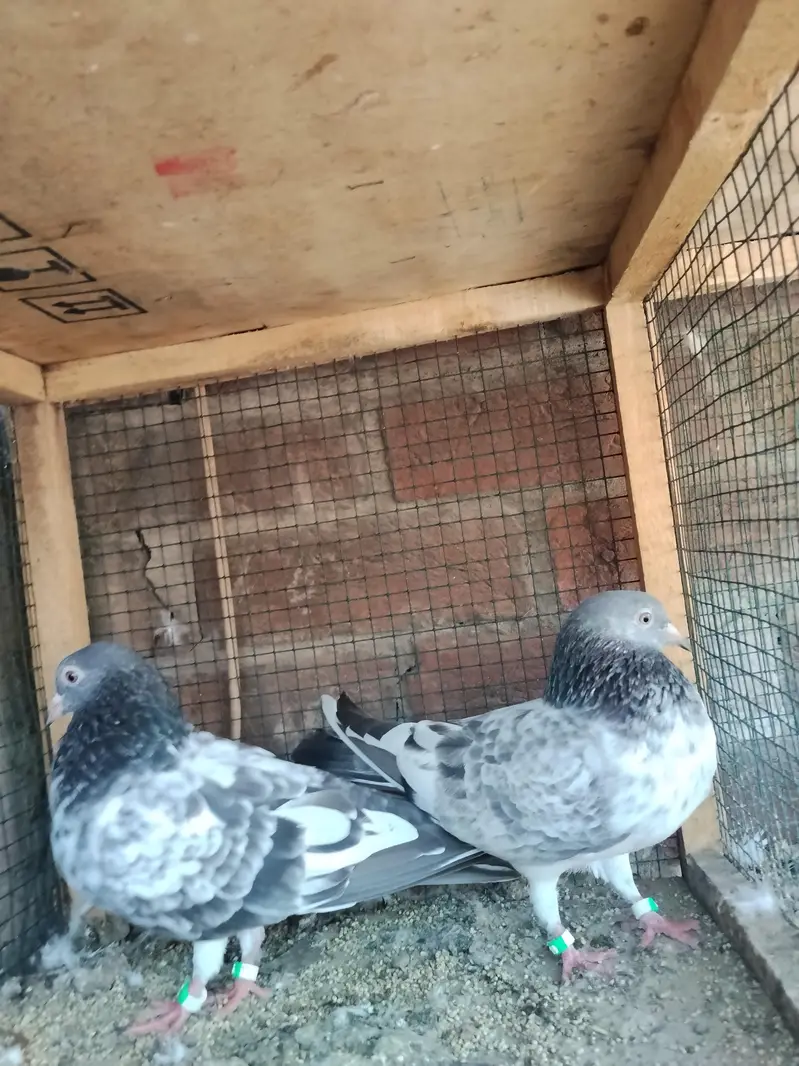 Golen pair ha parwazi bhi joray dalnay wala bhi old blood line — photo 2