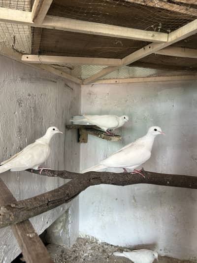 2 white dove pair