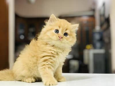 Persian kittens