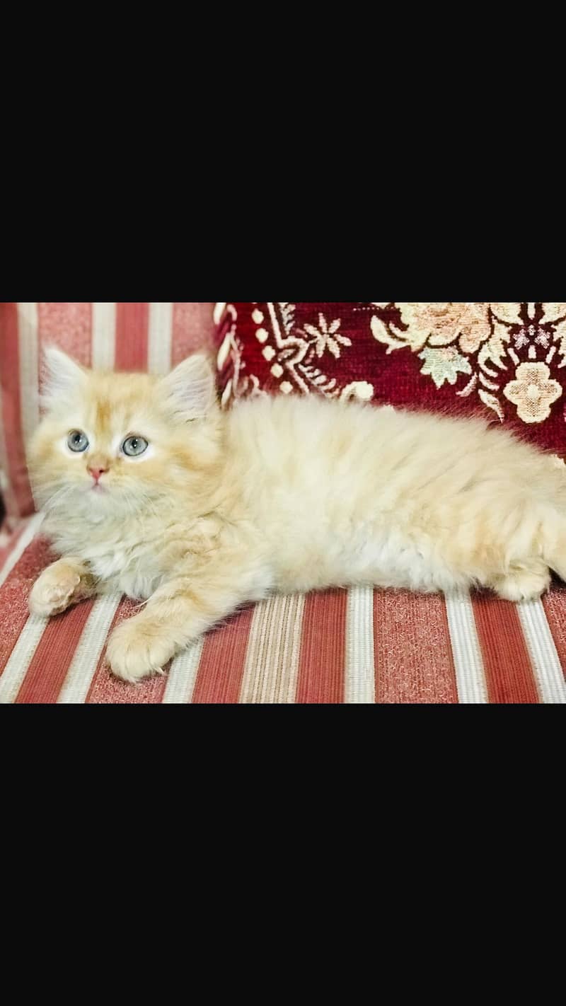 Persian kittens 4