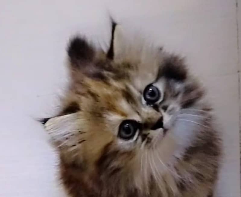 Persian kittens 5