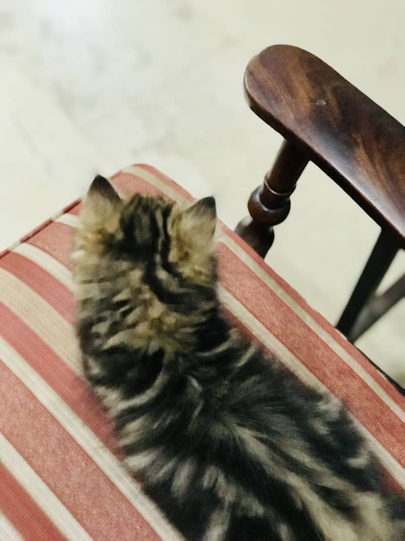 Persian kittens 6