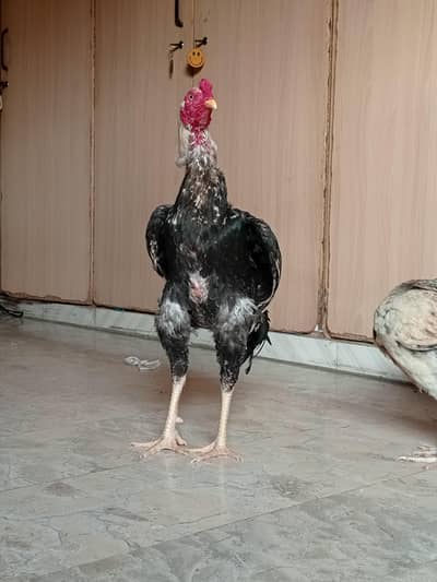 Top Quality Pure Aseel Rooster (Breeder Male)
