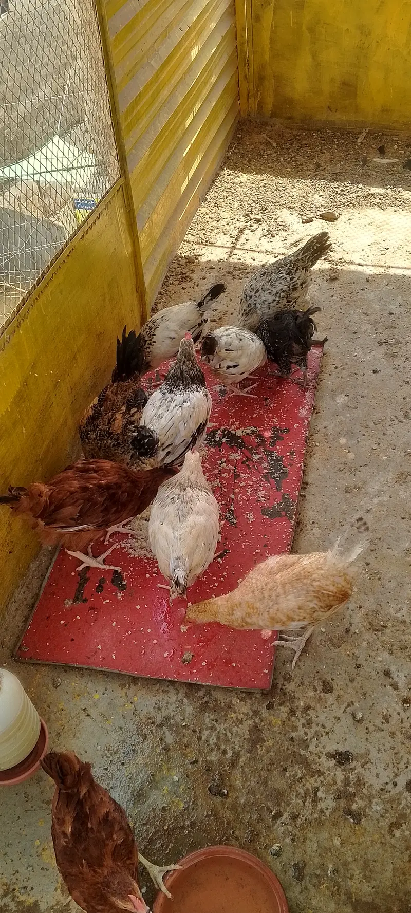 Misri murgi — photo 3