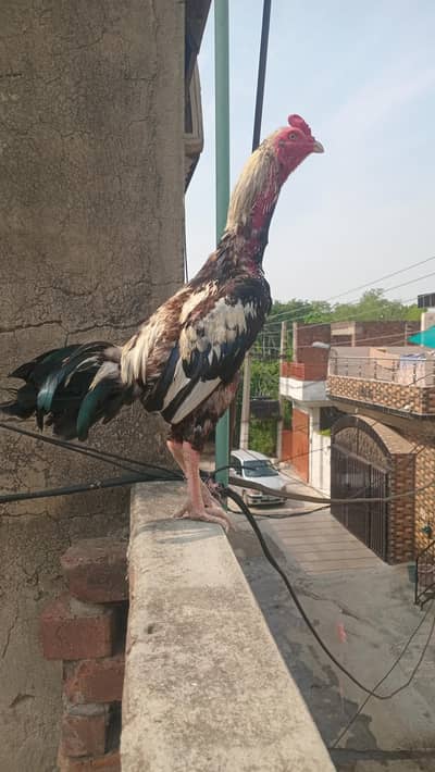 1 Aseel breeder  murga and 2 Aseel hens eggs laying