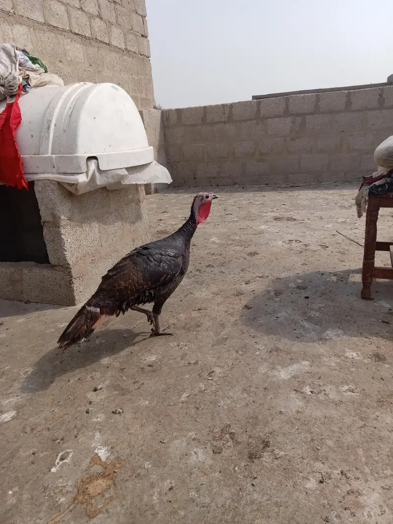 Turkey birds — photo 2