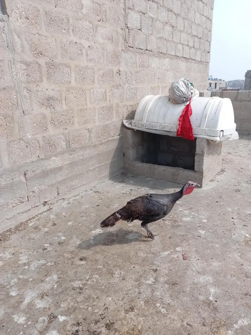 Turkey birds — photo 3