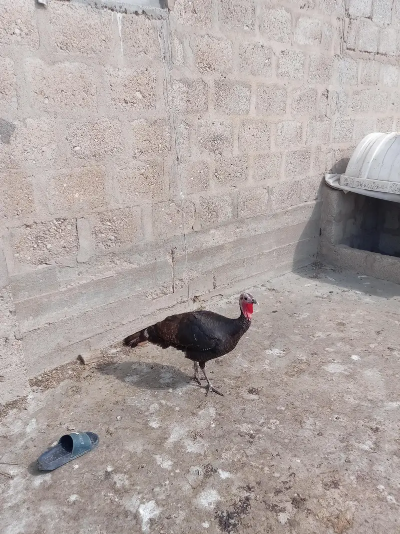 Turkey birds — photo 5
