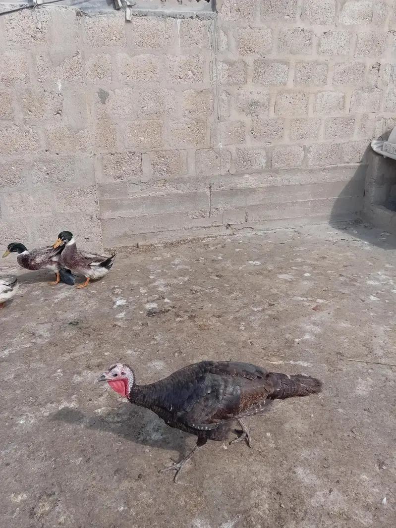 Turkey birds — photo 6