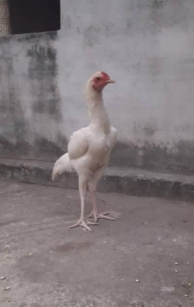 aseel heera murga