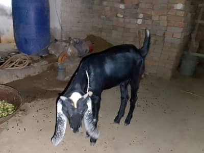 urgent for sale price inbox